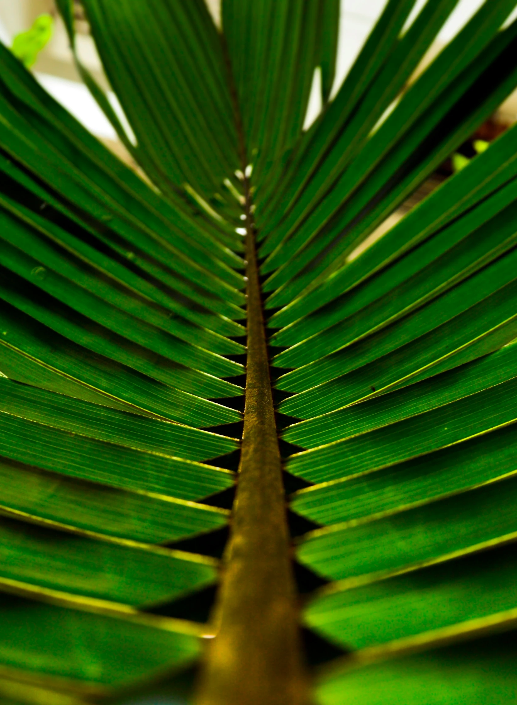 large green leaves laying on the ground