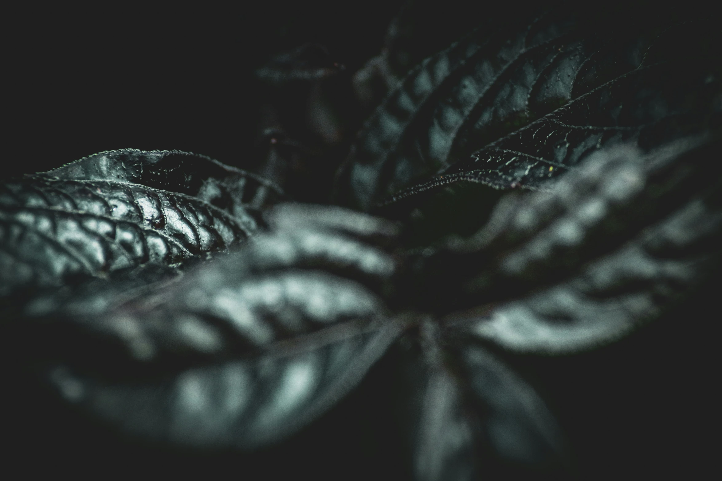 a green leaf on a black background