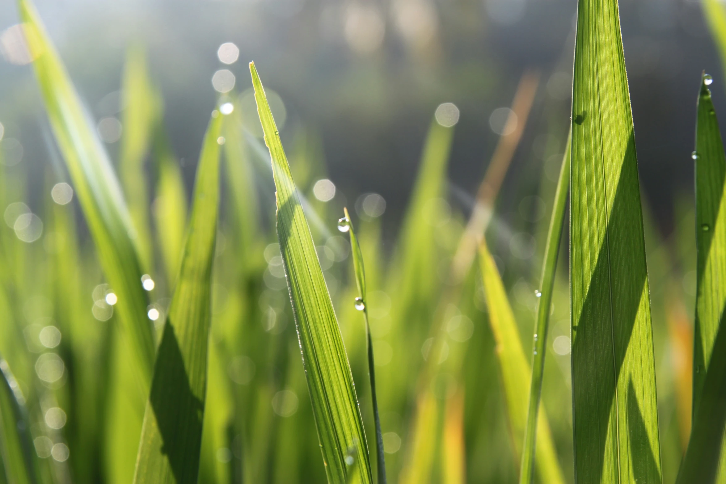 some very pretty green plants with water droplets on them