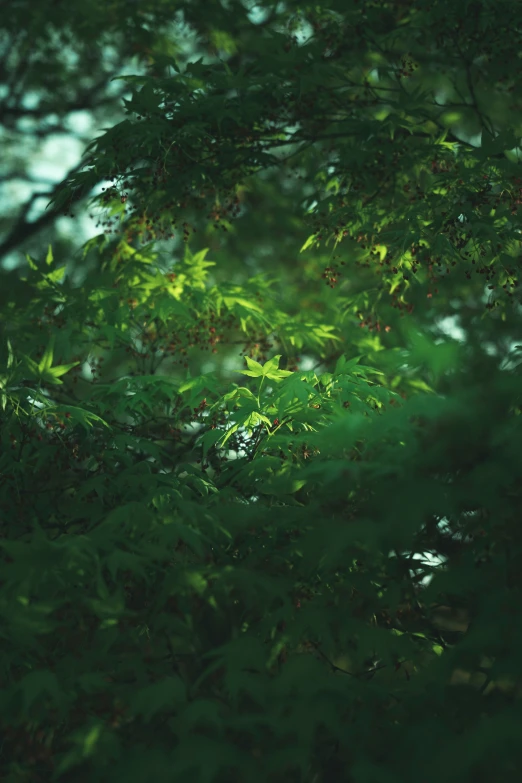 the view from underneath a tree looking outside