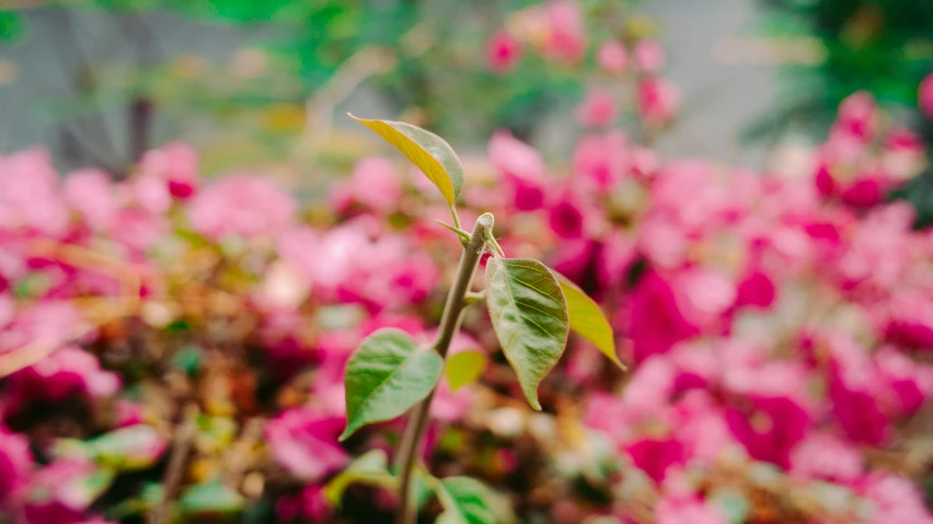 an up close po of a green and red plant