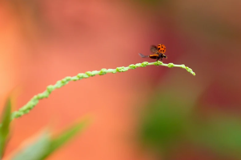 a tiny orange bug sitting on top of a green plant