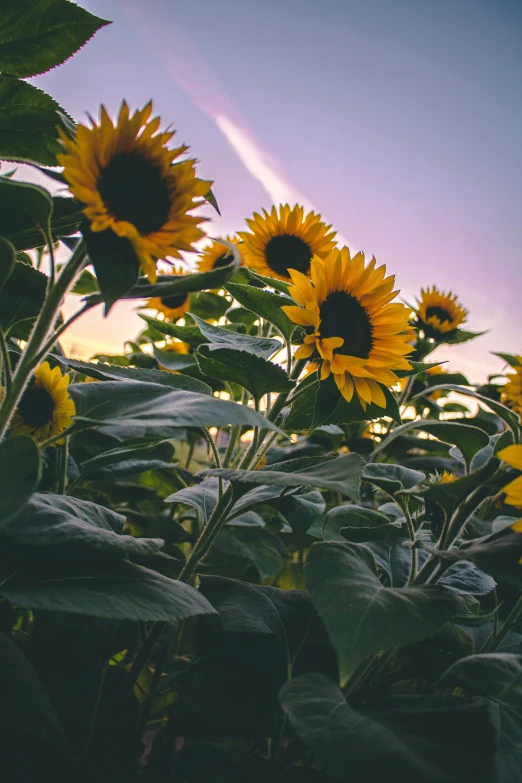 many large sunflowers in an open field