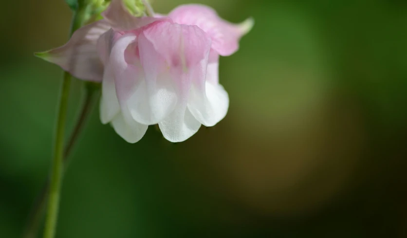 a white and pink flower with pink petals