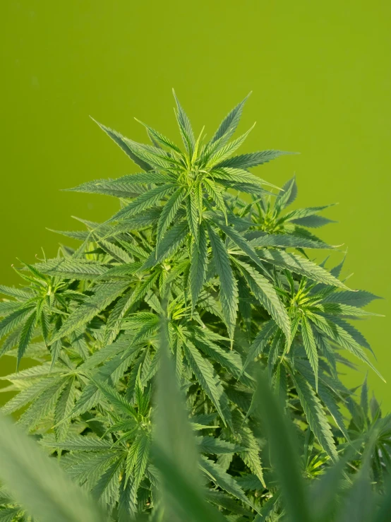 a close up of a marijuana plant against a bright green background