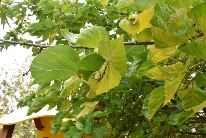 leaves and yellow object hanging from a tree