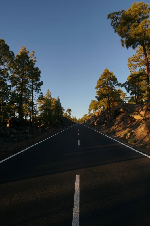 a road going through some trees and dirt