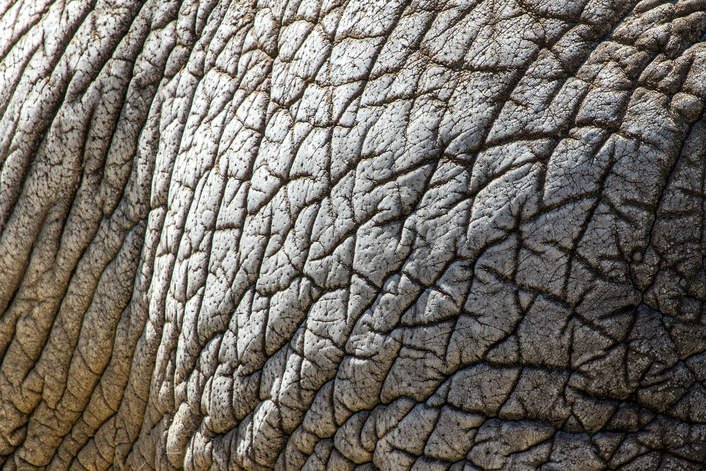 the skin of an elephant with a very interesting pattern