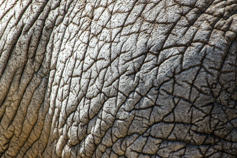 the skin of an elephant with a very interesting pattern