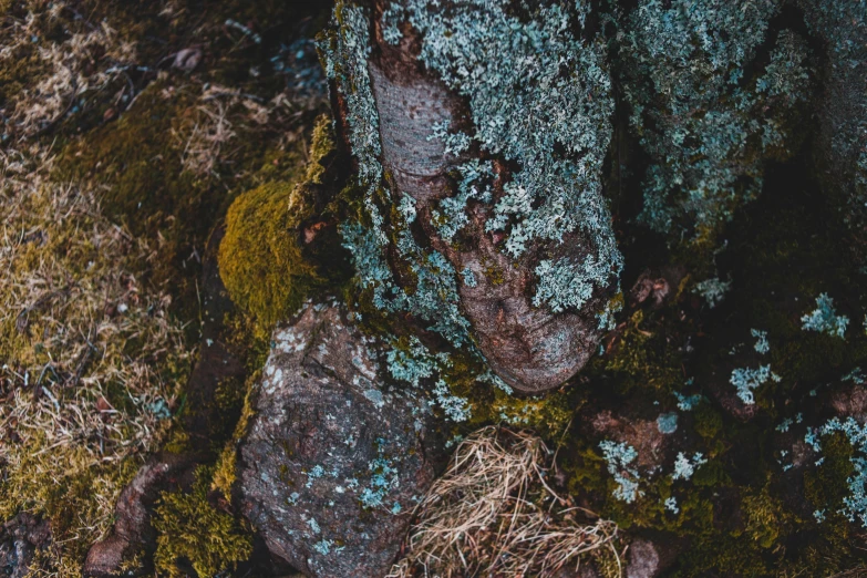 a mossy stone laying on the ground