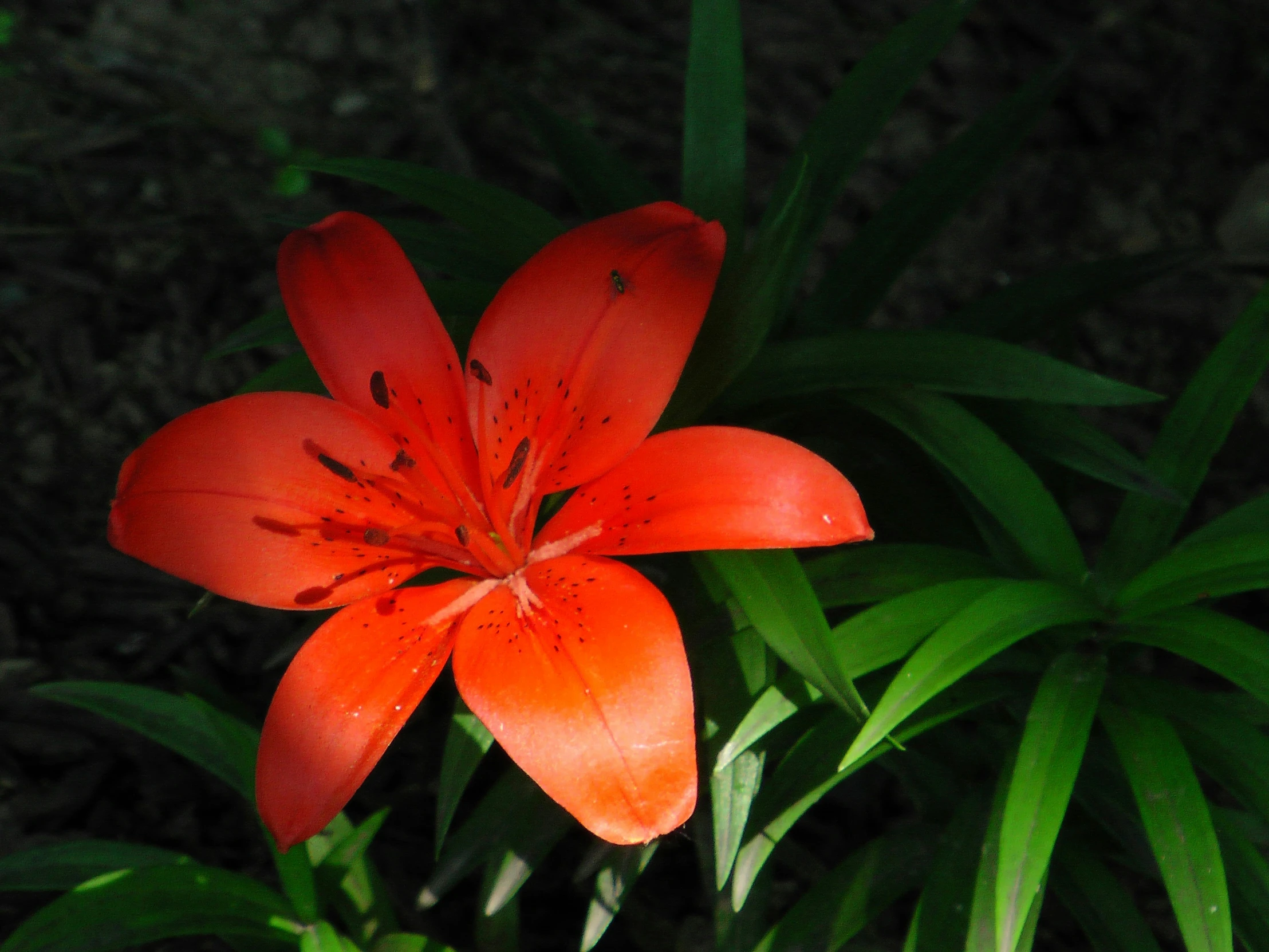 a single orange flower surrounded by green foliage