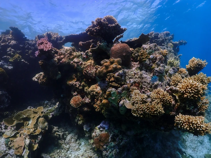 a couple of fish are swimming next to some reef