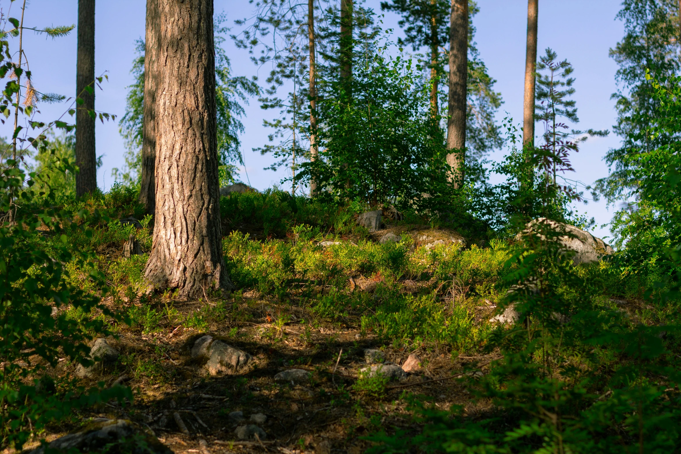 a small animal in the distance near some trees