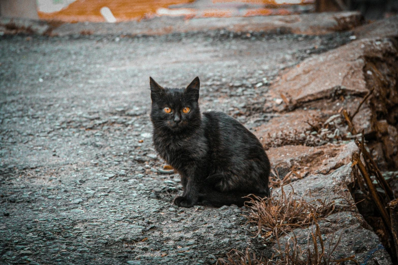 a black cat sitting on gravel and grass looking at the camera