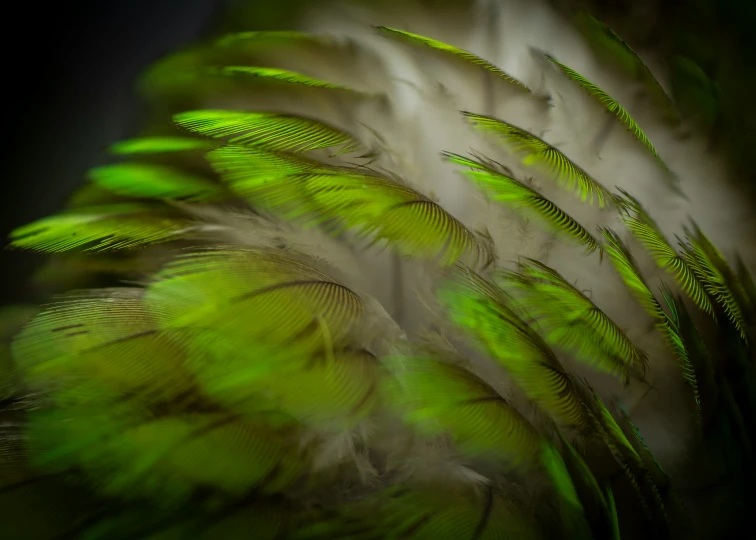 a group of green feathers with dark background