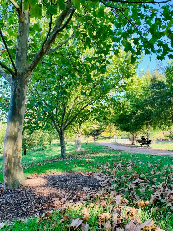 the view from the corner of an area of trees and leaves