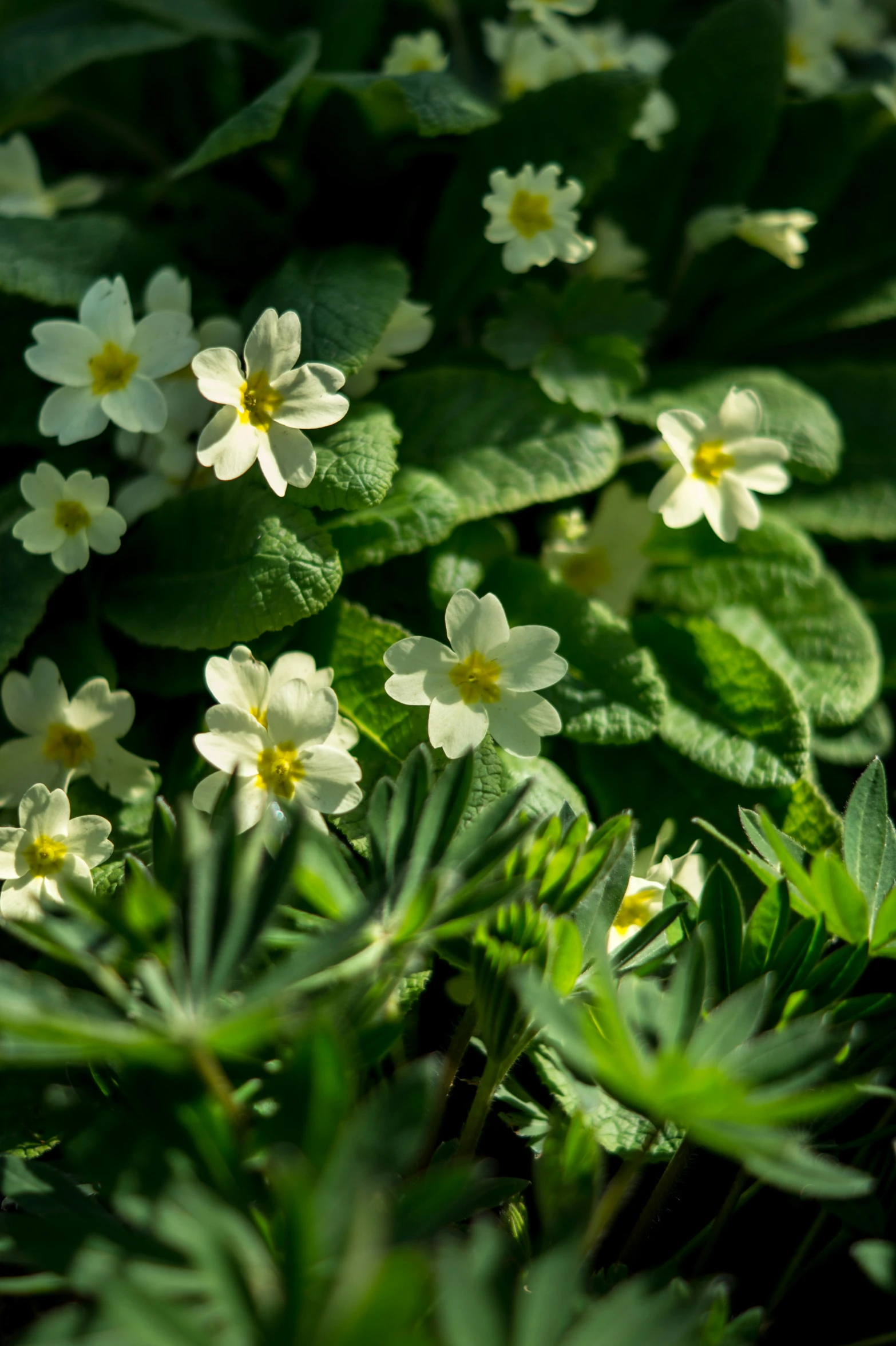 some white and yellow flowers on a green plant