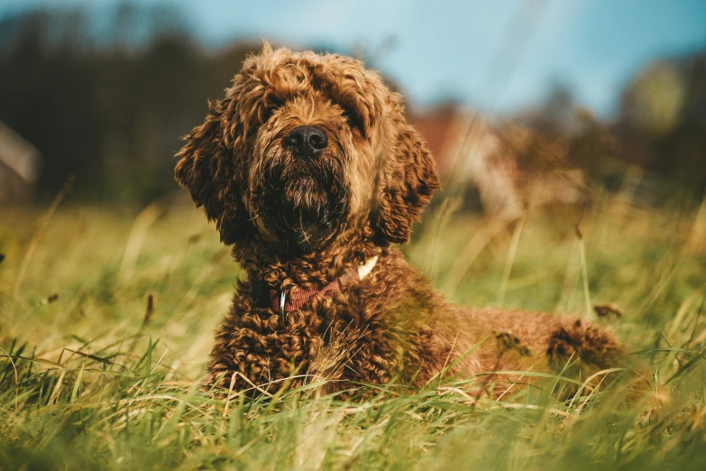 an adorable brown dog sitting in the middle of a field