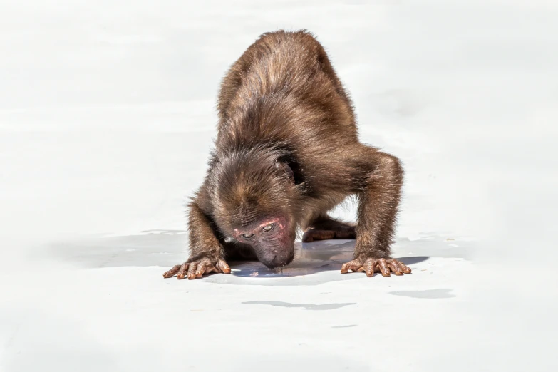 a baby monkey is on a snowy surface