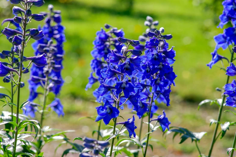 blue flowers growing in the garden, in front of green grass