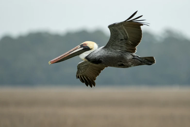 a large bird is flying over some field land