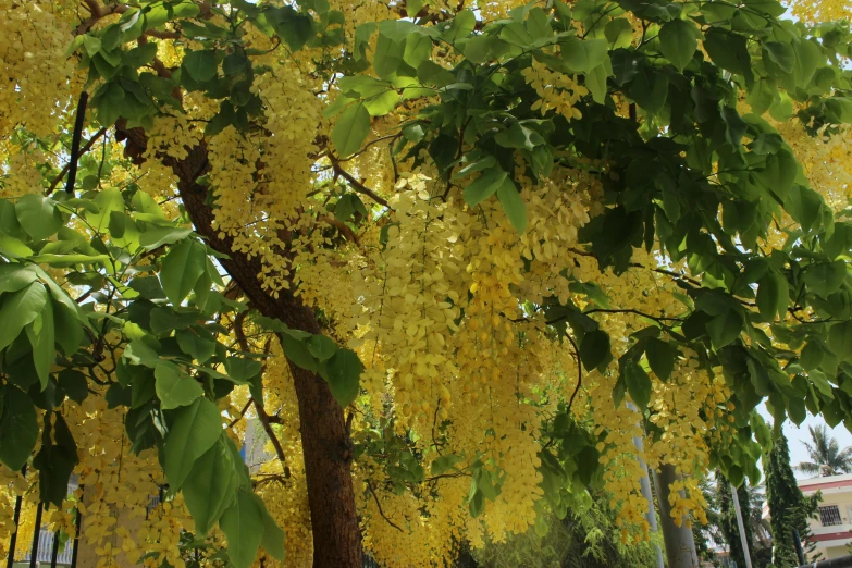 a tree with bright yellow leaves in the rain