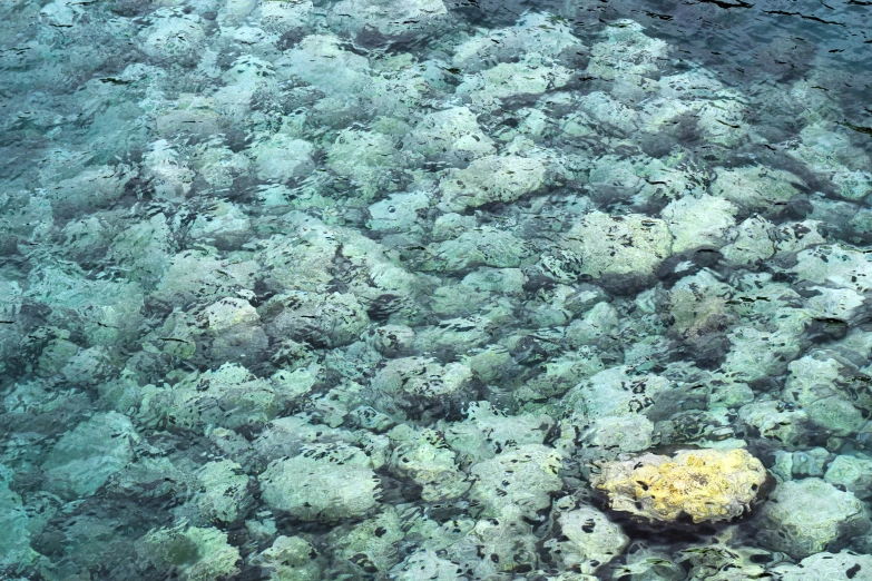 a large amount of corals in the sea