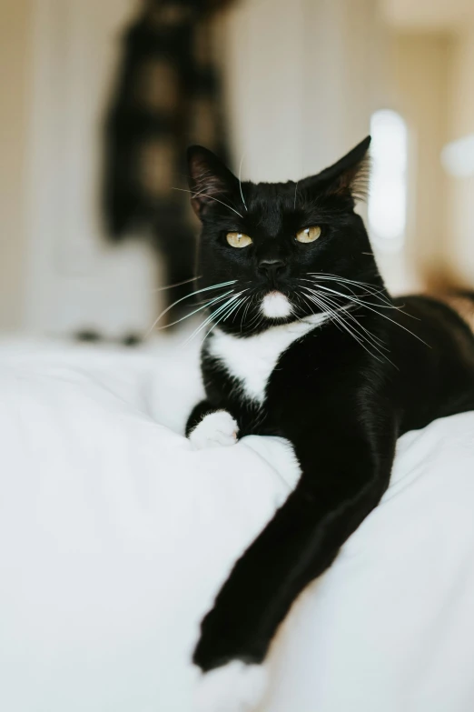 a cat that is sitting on top of the bed