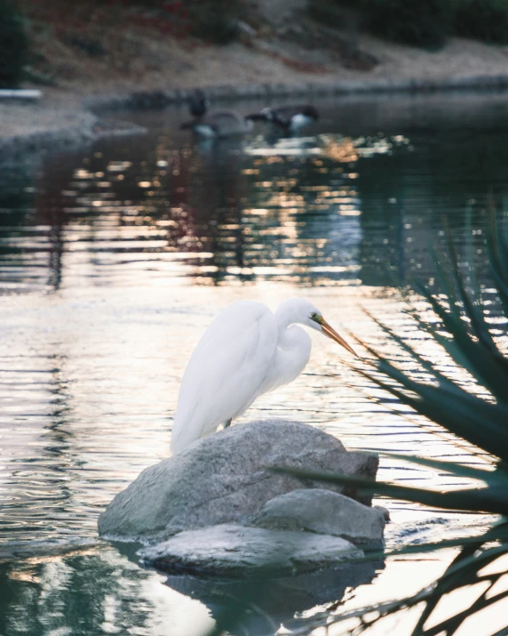 there is a bird on a rock in the water