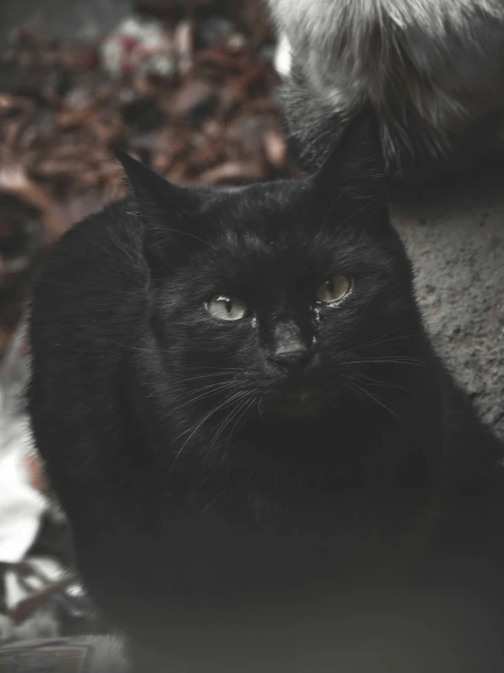 a black cat is staring ahead while sitting on some leaves