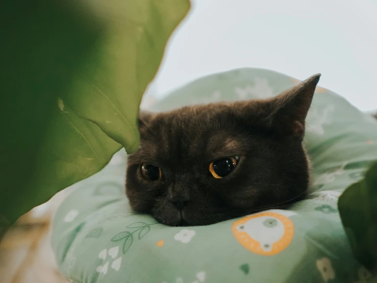 a cat is sitting in the bedding