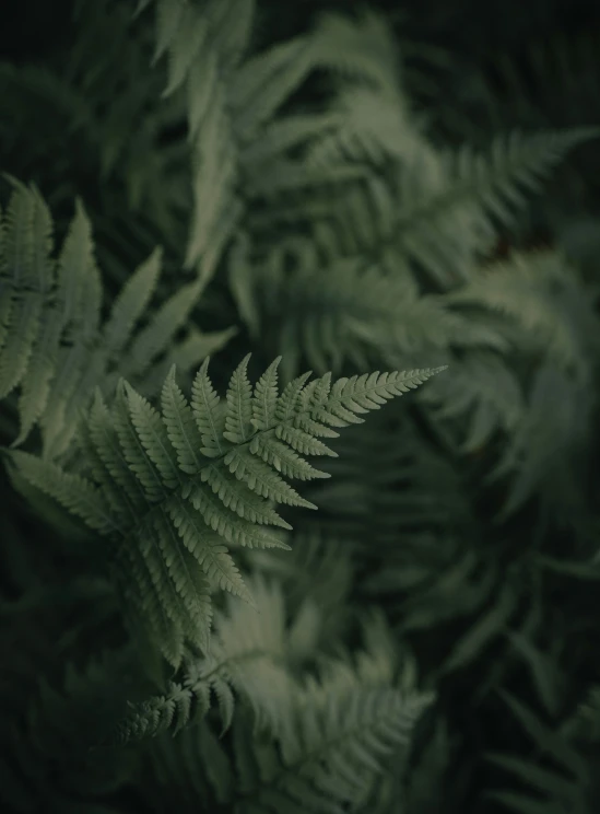 a blurry view of green plants in the dark