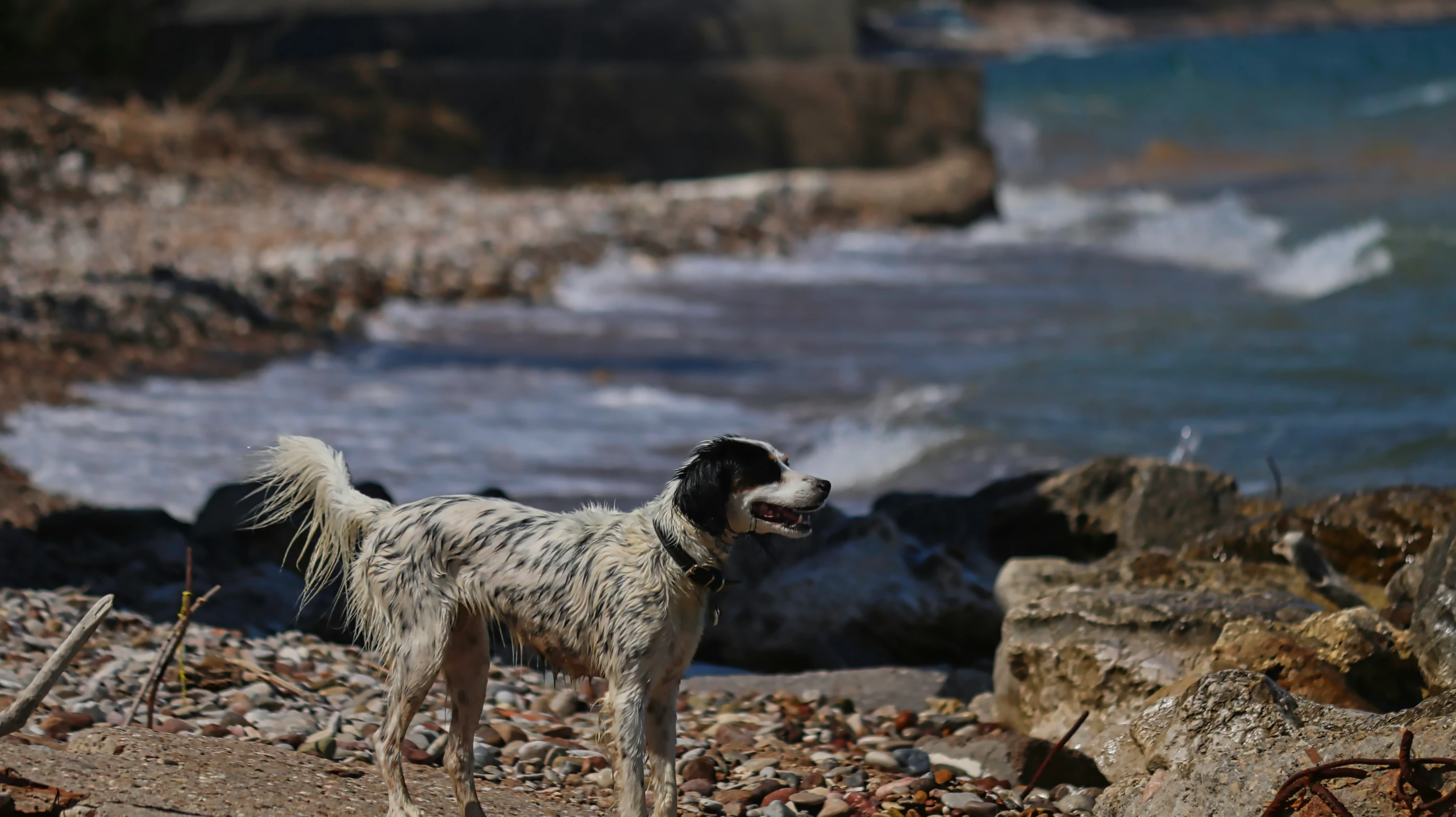 a dog on the beach looks up at soing