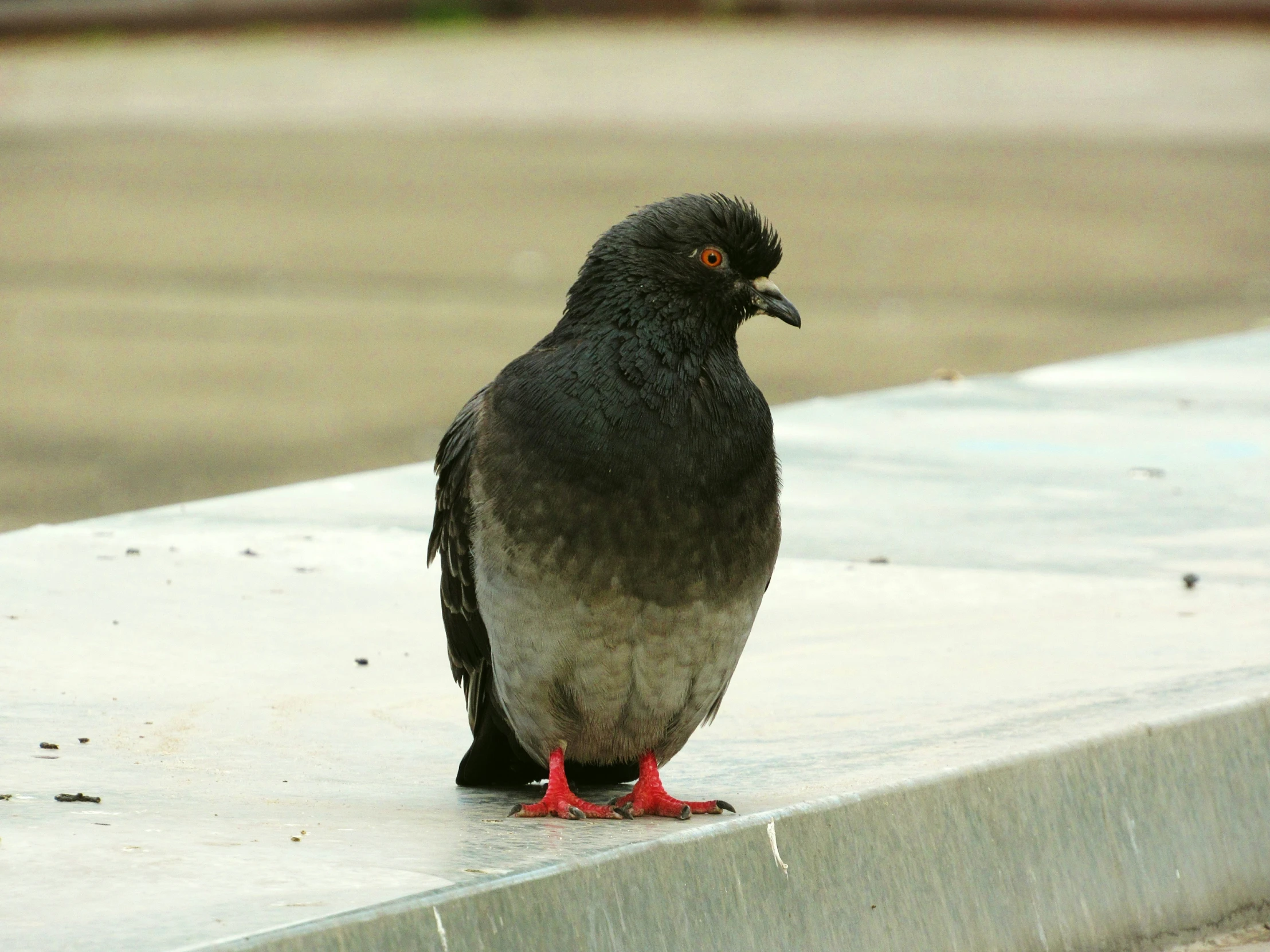 a close up of a bird on a concrete wall