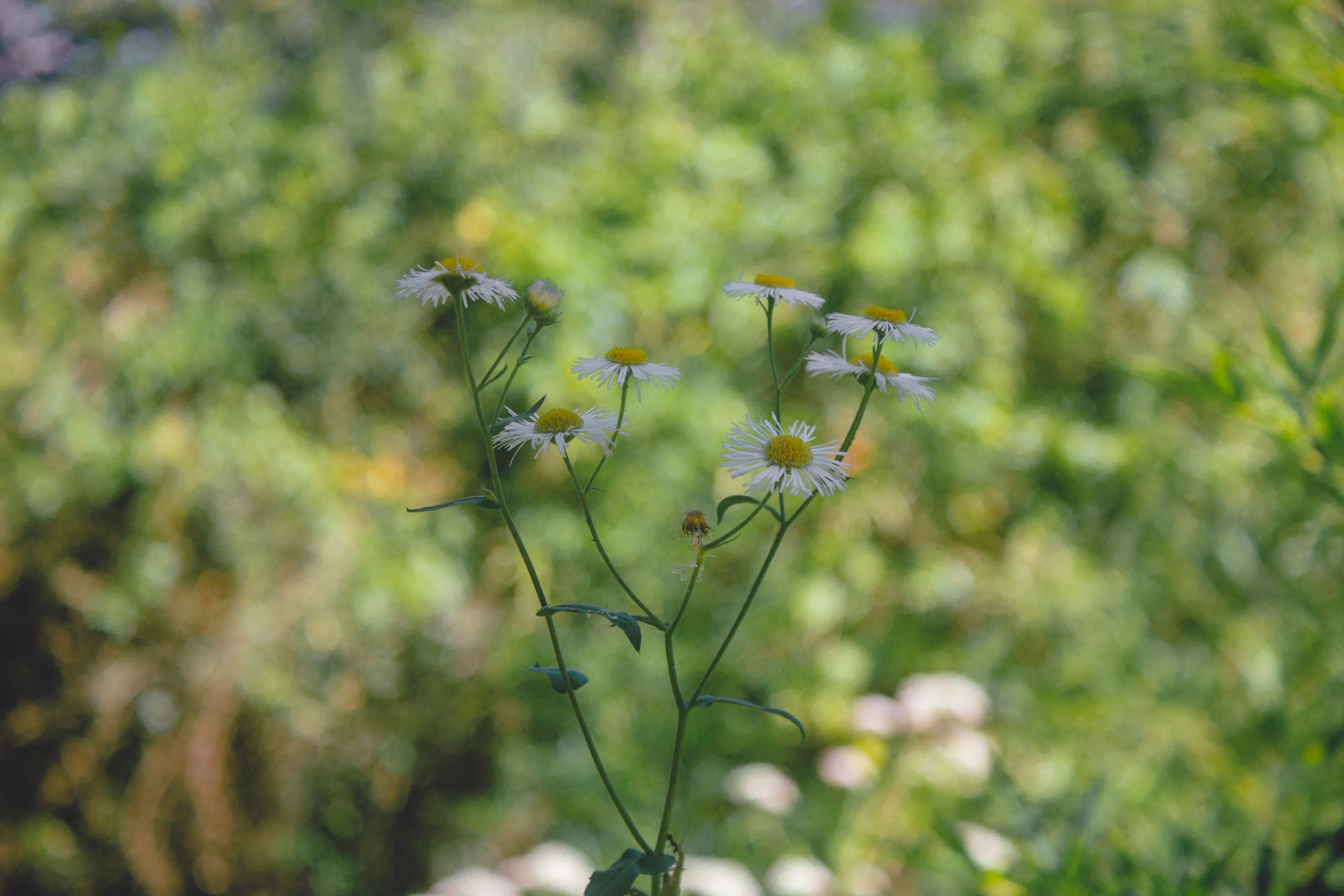 wild flowers are growing out of the grass