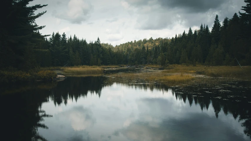 a body of water near many trees