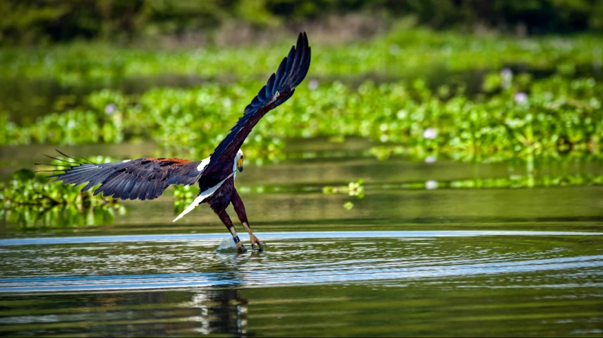 a bird that is standing in some water