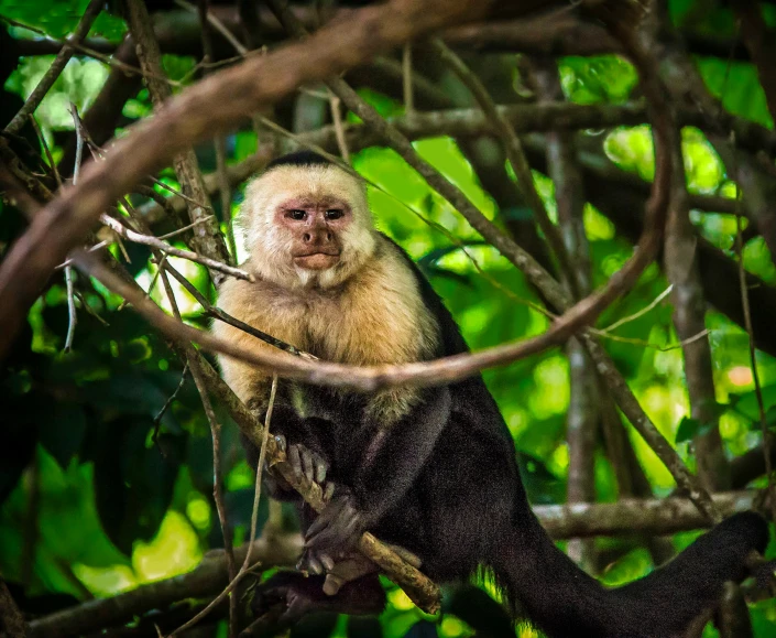 a monkey is sitting on the tree limb