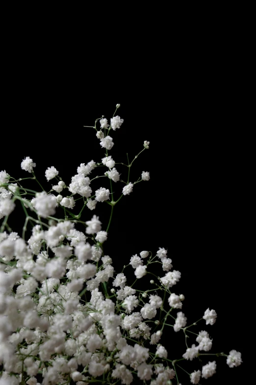 the flowers are very small and very white