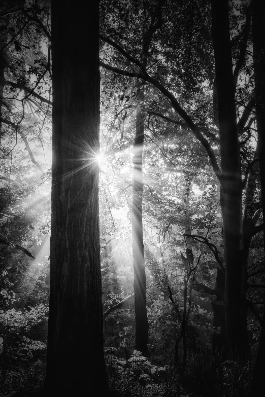 trees in the forest with bright sun coming through them