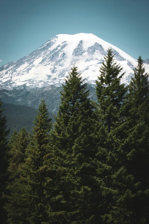 the mountain top is covered in snow and pine trees