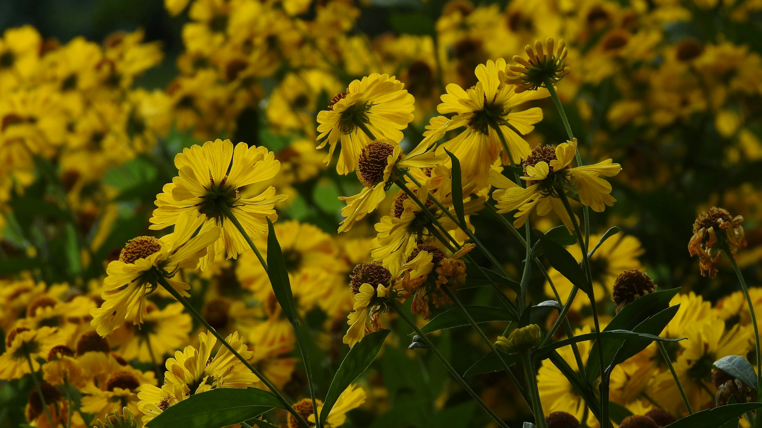 flowers are growing in the field, and a lot of yellow