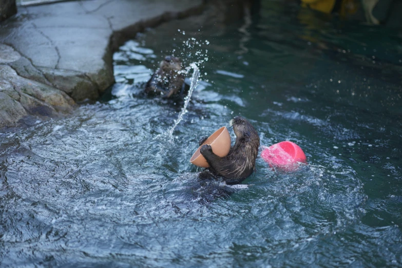 a duck swims in a pool with a frisbee