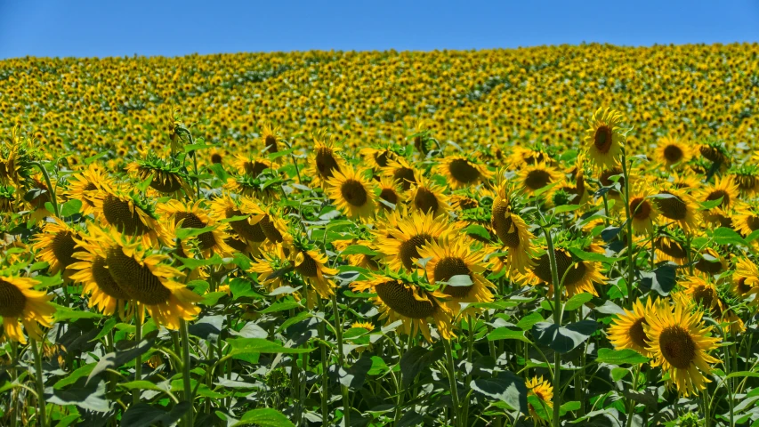 a sunflower field under blue skies with no clouds