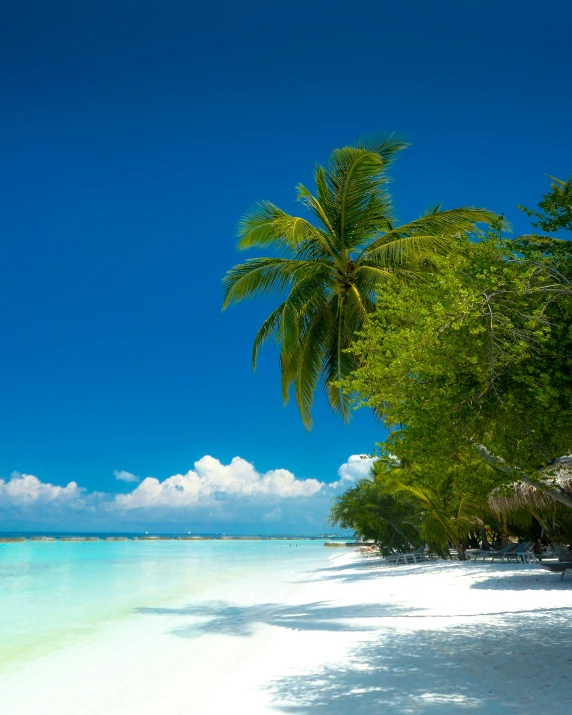 a sandy beach with palm trees and clear water