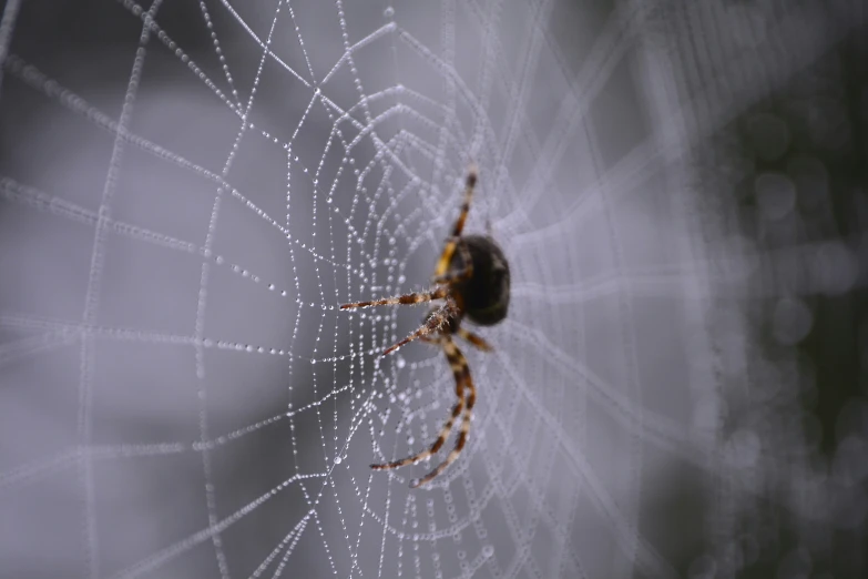 a spider in its web with water drops