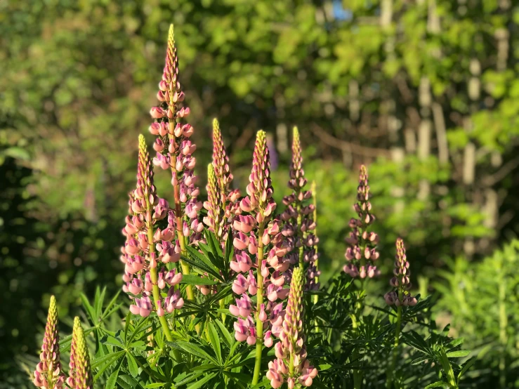 some very pretty flowers by some pretty green plants