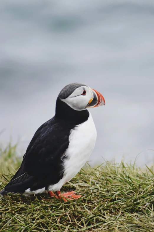 a white and black bird standing on a grass covered hill