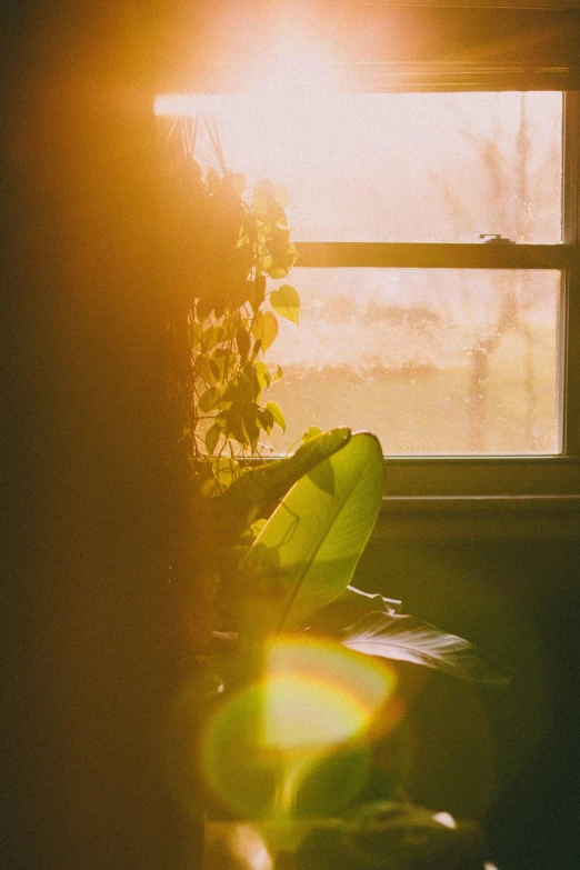 a green plant sitting on top of a desk