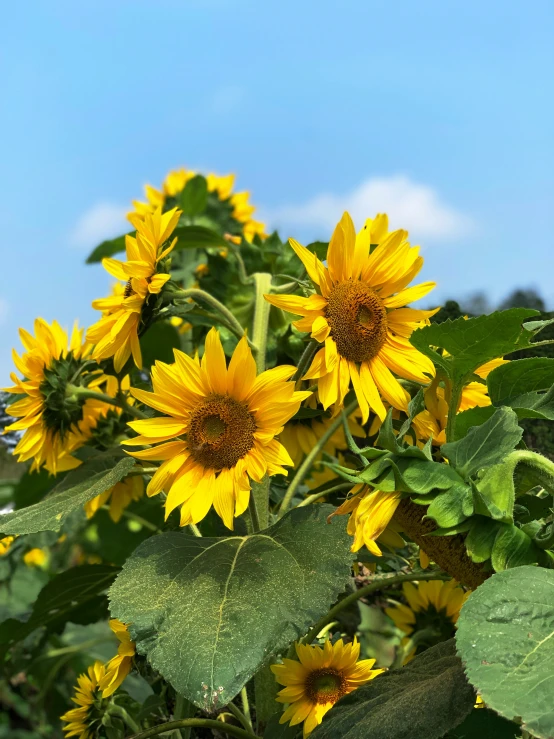 a field of sunflowers is blooming near the ground